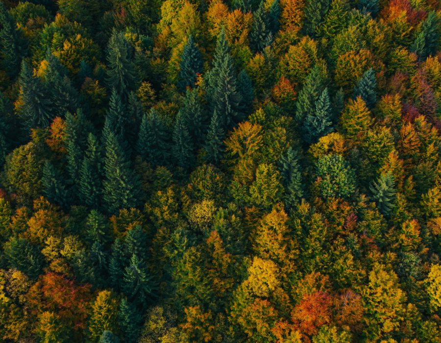 Aerial view of autumn colorful tree tops and pines.